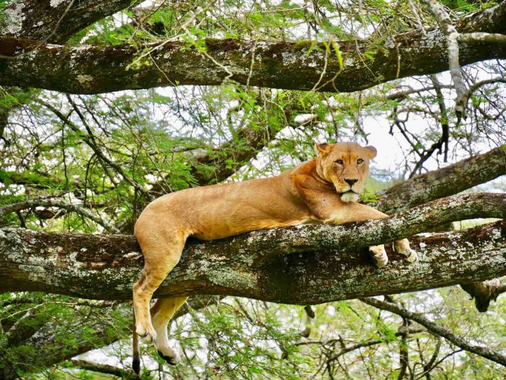 Lake Manyara National Park