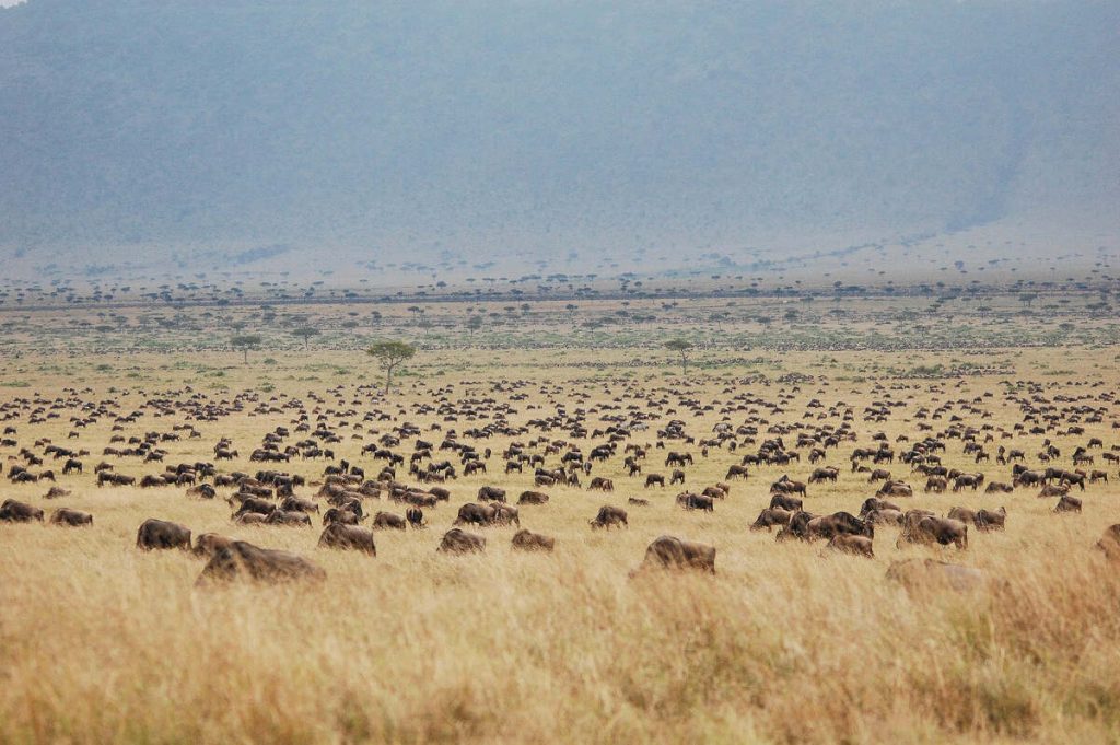 African Wildebeest safari