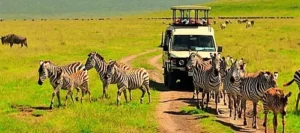 8 Days Mid Range Lodge Safari