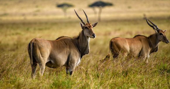 A perfect Tanzania Holiday for couples