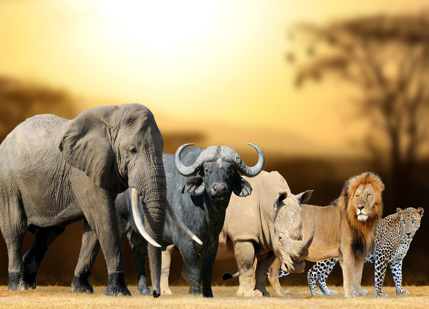 WHY BIG 5 SAFARI