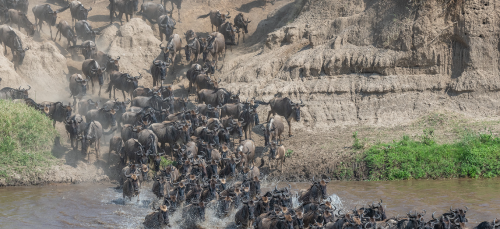 8 Days Wildebeest Migration