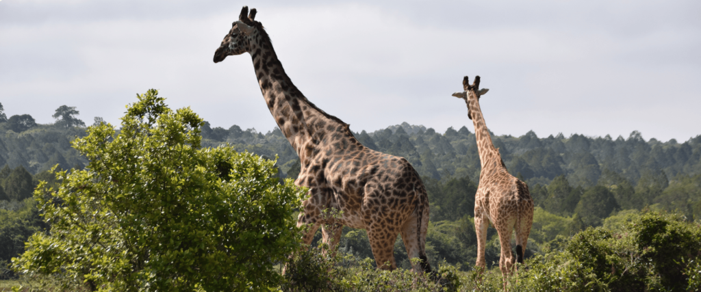 12 days unforgettable safari