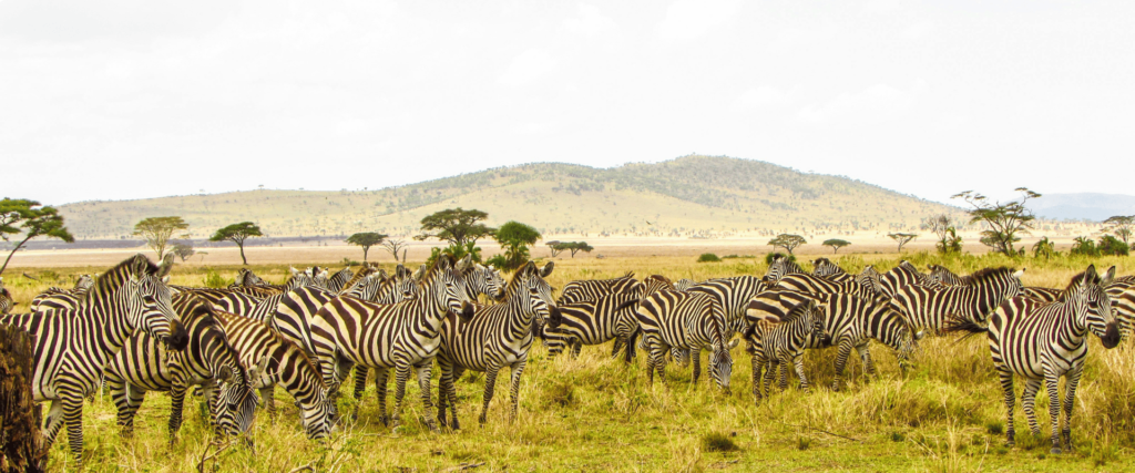 6 DAYS CLASSIC AFRICAN SAFARI