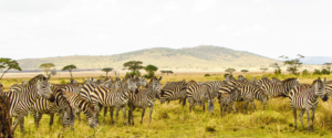 6 Days Classic African Safari