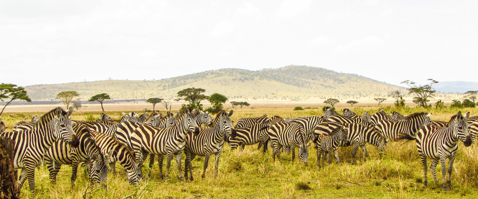6 DAYS CLASSIC AFRICAN SAFARI