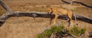 12 Days Tanzania Lodge Safari
